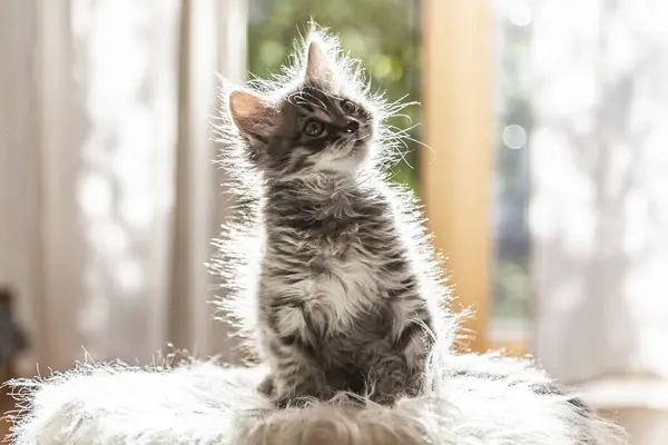 Portret Van Schattig Pluizig Katje — Stockfoto