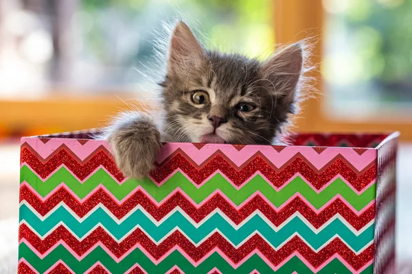 Kutunun Içinde Oturan Sevimli Pofuduk Kedi Yavrusu Portresi — Stok fotoğraf