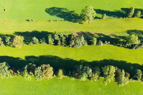 View Natural Monument Hedge Landscape Gaissach Lenggries Isarwinkel Upper Bavaria — Stock Photo, Image