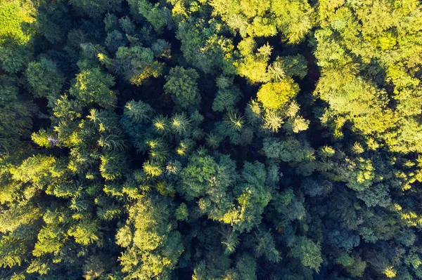 Germany Upper Bavaria Icking Aerial View Green Coniferous Forest — 스톡 사진