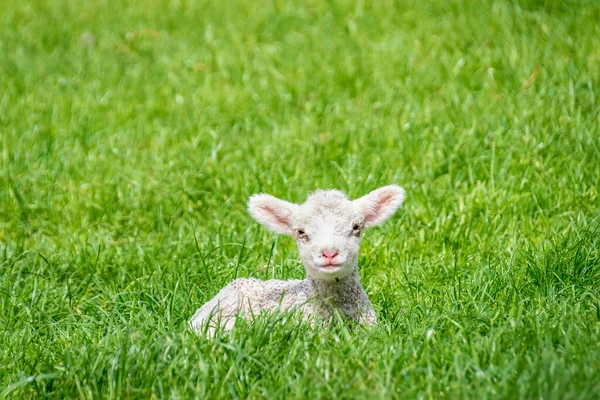 Portrait Lamb Resting Grassy Field Otago South Island New Zealand — Stock Photo, Image
