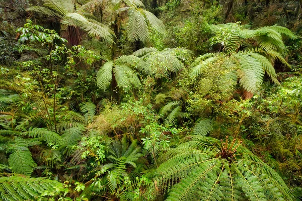 Esőerdő Páfrány Fiordland Nemzeti Park Déli Sziget Zéland — Stock Fotó