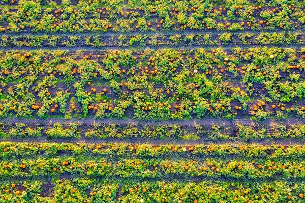 Scozia Lothian Orientale Campo Zucche Cucurbita — Foto Stock