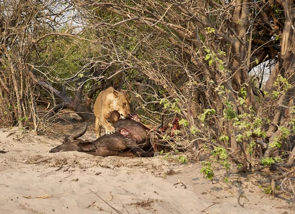 Lion Mangeant Buffle Chasse Parc National Chobe Botswana — Photo