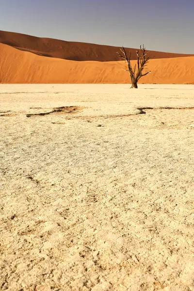 Νεκρά Δέντρα Στο Deadvlei Sossusvlei Στην Έρημο Namib Ναμίμπια — Φωτογραφία Αρχείου