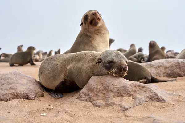 Colonia Leoni Marini Sulla Spiaggia Cape Cross Namibia — Foto Stock