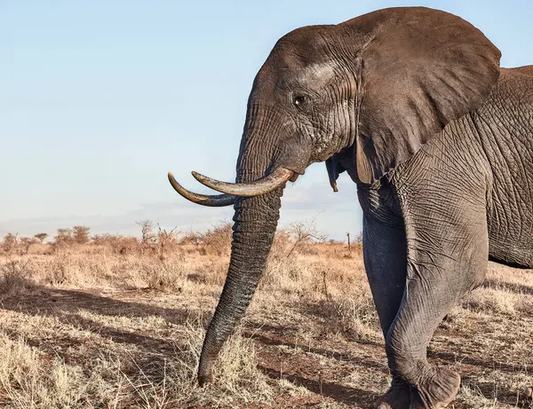 Éléphant Afrique Grosses Défenses Dans Parc National Kruger Afrique Sud — Photo