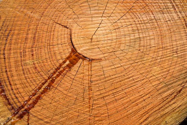 Full Frame Shot Wet Tree Stump — Stock Photo, Image