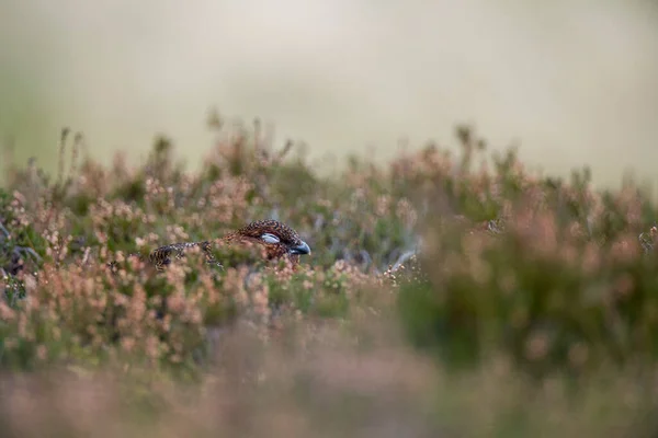 Scotland Red Grouse Heather — Stock Photo, Image