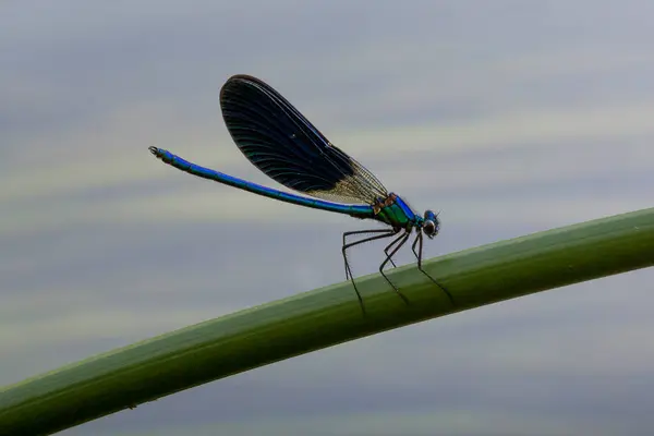 Kroatien Blaue Libelle Sitzt Auf Pflanzenstamm — Stockfoto