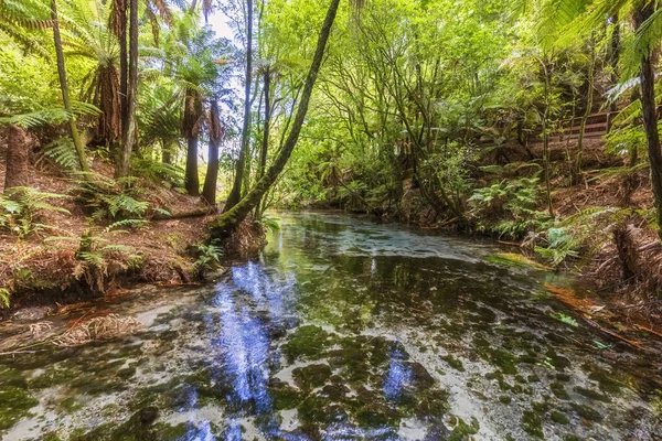 Zéland Óceánia Északi Sziget Rotorua Hamurana Springs Természetvédelmi Terület Hamurana — Stock Fotó