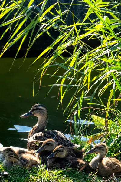 Germania Wurzburg Anatra Reale Anas Platyrhynchos Con Anatroccoli Nel Giardino — Foto Stock