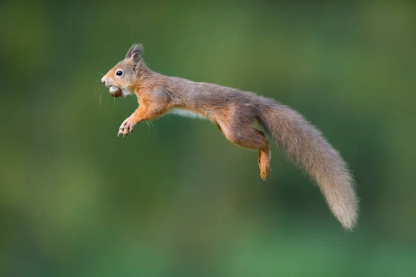 Hoppande Röd Ekorre Som Bär Hasselnöt Munnen — Stockfoto