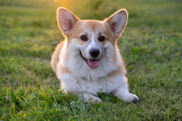 Portrait Pembroke Welsh Corgi Couché Sur Une Prairie Contre Jour — Photo