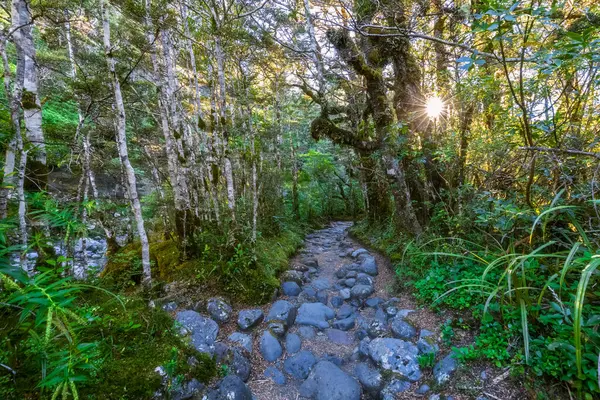 Nový Zéland Skalnatá Stezka Taranaki Falls Procházka Při Západu Slunce — Stock fotografie