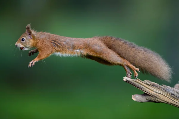 Saltando Esquilo Vermelho Transportando Avelã Boca — Fotografia de Stock