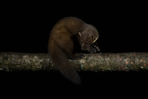 Scotland European Pine Marten Martes Martes Sedí Noci Větvi Stromu — Stock fotografie