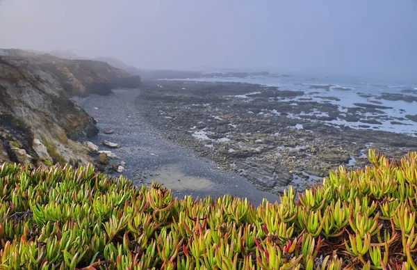 Португалия Алфежо Вила Нова Милтес Растения Растущие Перед Скальным Прибрежным — стоковое фото