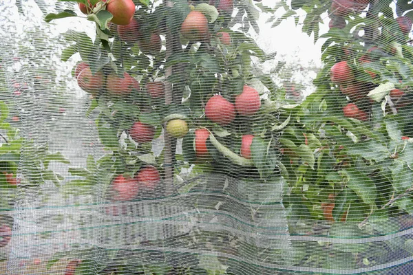 Apple Trees Orchard Hail Protection Nets — Stock Photo, Image