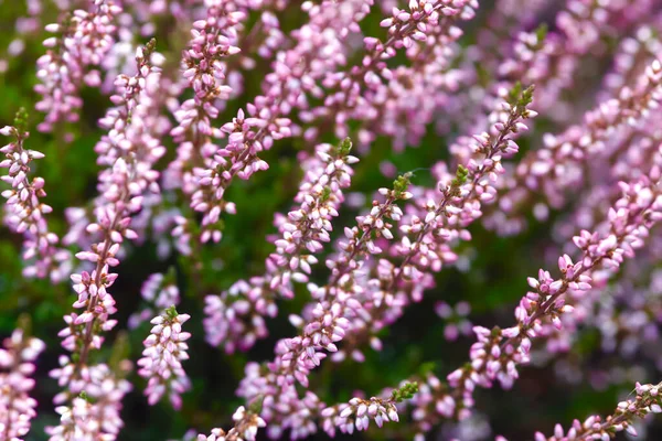 Primer Plano Brezo Rosa Creciendo Parque —  Fotos de Stock