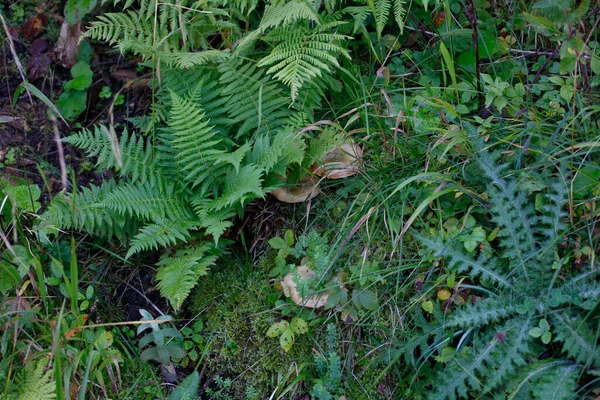 Blick Aus Der Vogelperspektive Auf Verschiedene Pflanzen Die Land Wald — Stockfoto