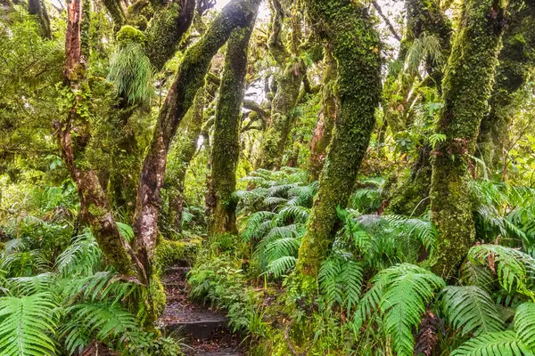 Nowa Zelandia Ścieżka Leśna Kierunku Dawson Falls Parku Narodowym Egmont — Zdjęcie stockowe