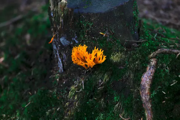 Närbild Apelsinblomma Som Växer Trädstam Skogen Bayern Tyskland — Stockfoto