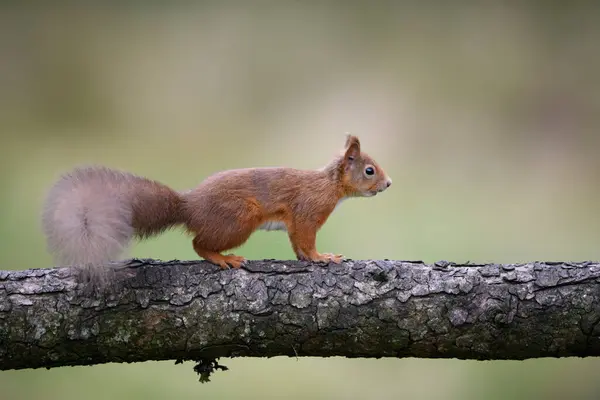 Red Squirrel Tree Trunk — Stock Photo, Image