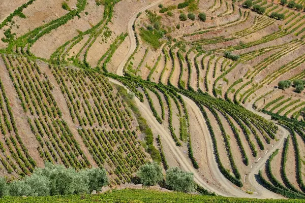 Portugália Douro Valley Teraszos Szőlőültetvény — Stock Fotó