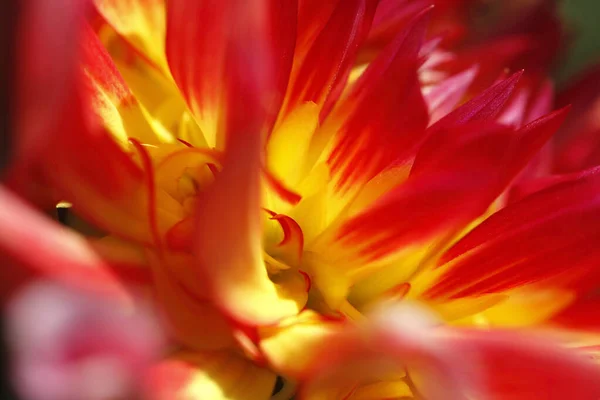 Extreme Close Van Rode Gele Dahlia — Stockfoto