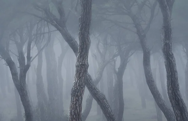 Spain Valladolid Bare Trees Foggy Pine Forest — Stock Photo, Image