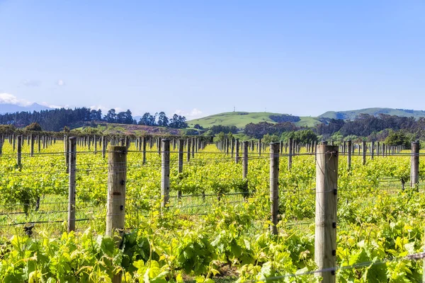 Üzüm Bağı Martinborough Bölgesi Kuzey Adası Yeni Zelanda — Stok fotoğraf