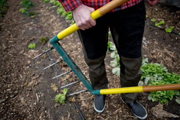 Man Som Arbetar Grönsaksplantskola Med Grävgaffel — Stockfoto