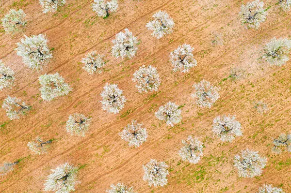 España Islas Baleares Marratxi Vista Aérea Almendros Huerto Primavera — Foto de Stock