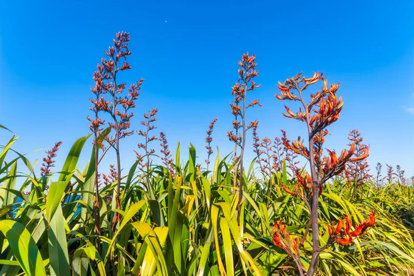 Lino Nueva Zelanda Phormium Thenax Península Coromandel Nueva Zelanda —  Fotos de Stock