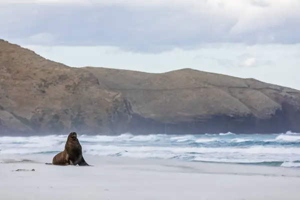 Neuseeland Dunedin Neuseeland Seelöwe Phocarctos Hookeri Allans Beach — Stockfoto