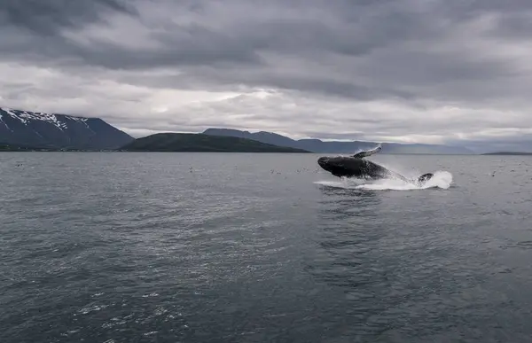Humpback Whale Jumping Eyjafjordur Fjord Iceland — Stock Photo, Image
