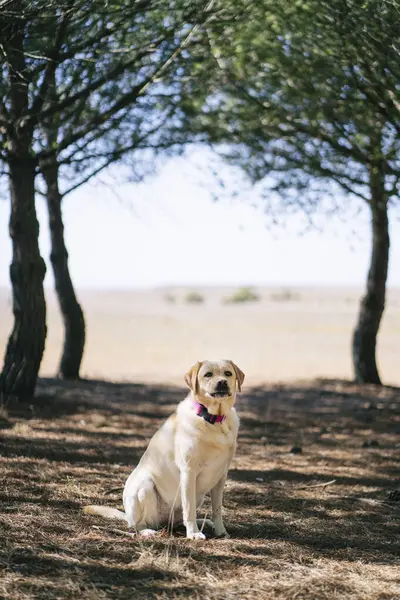 Cão Sentado Prado Parque — Fotografia de Stock