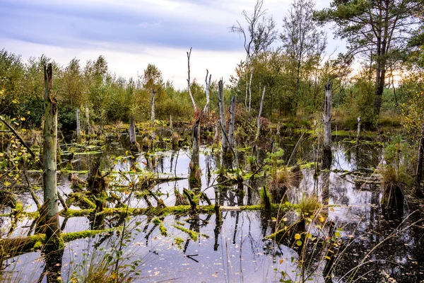 Německo Dolní Sasko Diepholz Moor Deprese Krajina Bažinami Stromy — Stock fotografie