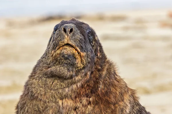 Neuseeland Ozeanien Südinsel Otago Südosten Catlins Coast Nahaufnahme Des Neuseeländischen — Stockfoto