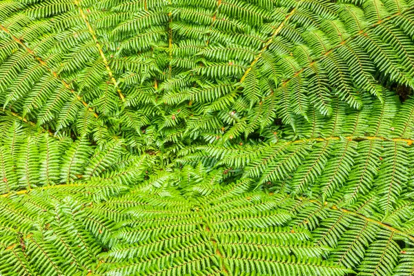 ニュージーランド オセアニア フィヨルド国立公園 シダの葉のクローズアップ — ストック写真