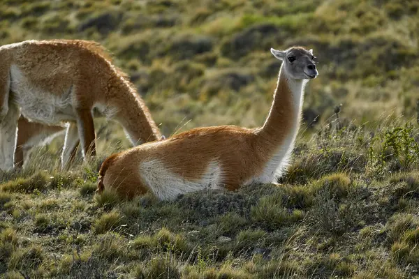 Chili Province Ultima Esperanza Guanacos Lama Guanicoe Broutant Reposant Sur — Photo