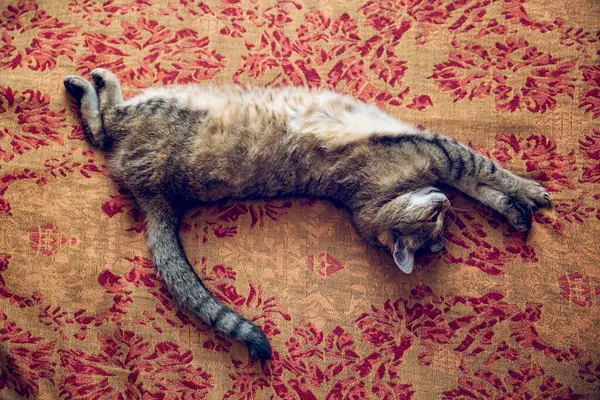 Tabby Katze Liegt Hause Auf Bettdecke — Stockfoto