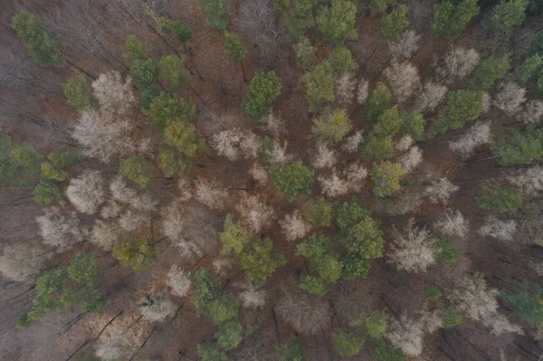 Oostenrijk Neder Oostenrijk Uitzicht Het Bos Vanuit Lucht Winter — Stockfoto