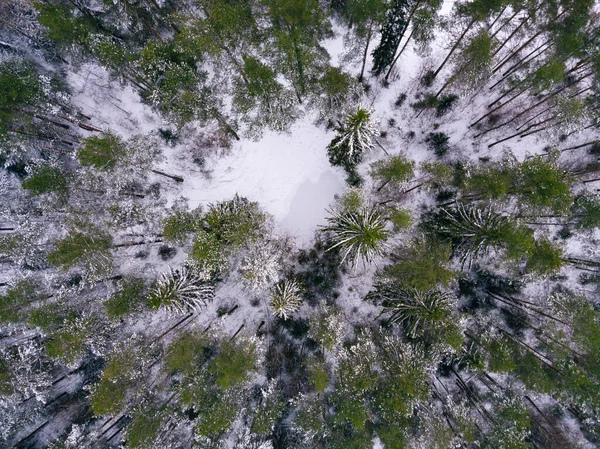 Rusia Región Leningrado Vista Aérea Del Bosque Invierno —  Fotos de Stock