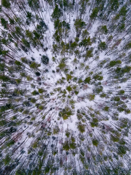 Russia Leningrad Region Aerial View Winter Forest — Stock Photo, Image