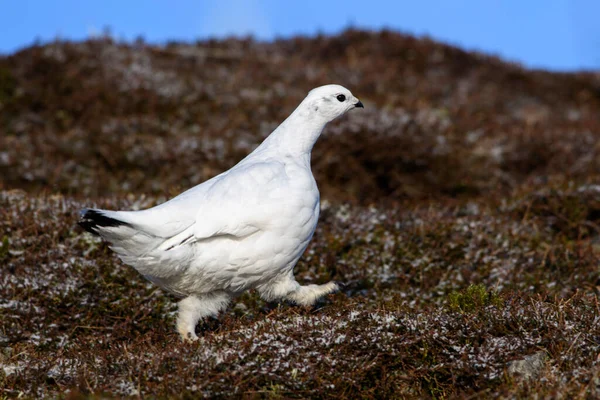 Великобритания Шотландия Rock Ptarmigan Lagopusmuta — стоковое фото