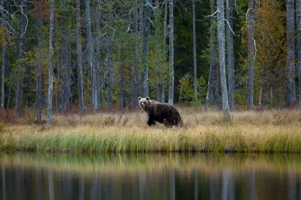 Фінляндія Кугмо Браун Ведмідь Ursus Arctos Гуляють Озеру Восени Тайга — стокове фото
