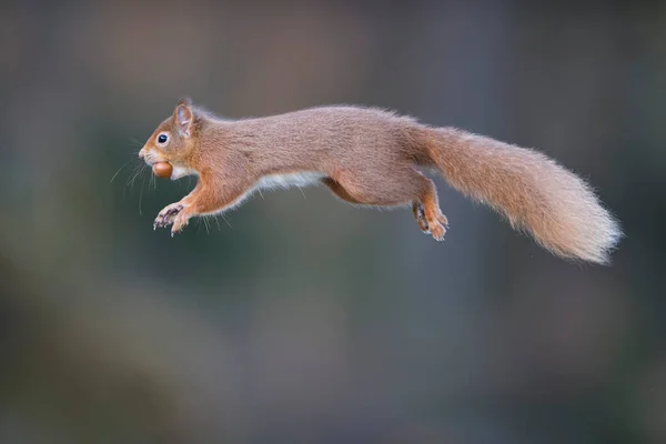Scotland Red Squirrel Sciurusvulgaris Mid Jump — Stock Photo, Image