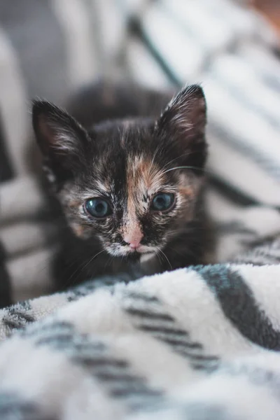 Portekiz Battaniyeye Uzanmış Şirin Kedi Portresi — Stok fotoğraf